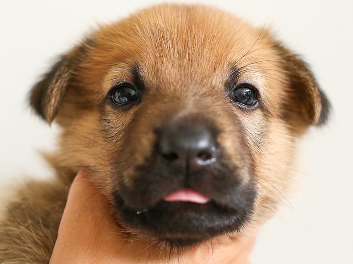 chinook puppy